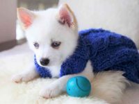 什么是茶杯庞斯基犬?(茶杯庞斯基犬的起源)