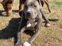 科尔比斗牛犬要多少钱一只?(科尔比斗牛犬的平均寿命有多长)