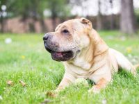 沙皮犬到什么年龄停止生长,绝育后还会生长吗?