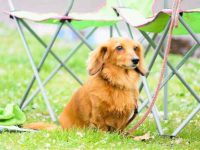 什么是长毛迷你腊肠犬,样貌特征长什么样?