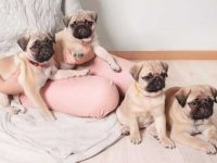 哈巴狗要多少钱一只?(饲养哈巴狗每月的成本开销)