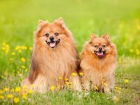 博美犬公的好还是母的好?养起来有什么区别