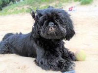 什么是黑西施犬,外观长什么样子?