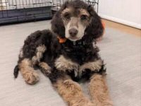 幻影贵宾犬要多少钱一只?寿命一般是多久?