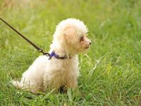 什么是茶杯比熊犬?寿命有多长?