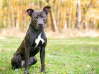 什么是黑色斗牛犬,很稀有吗?