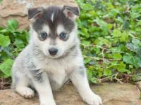 茶杯庞斯基小狗要多少钱,有什么优缺点?