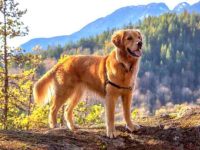 什么是加拿大金毛猎犬?(加拿大金毛猎犬的样貌特征和生活习性)