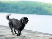 黑西施犬要多少钱一只,能活多久?