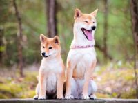 柴犬男性与女性平均身高和体重的对照表