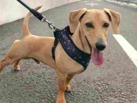 杰克罗素梗犬和腊肠犬混种要多少钱一只,有什么优缺点?