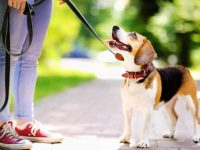 领养比格犬需要花多少钱一只?