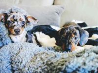 什么是梅尔吉娃娃,外观特征长什么样子?