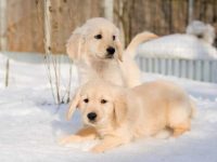 金毛猎犬是好的家庭犬吗?公的还是母的适合陪伴孩子?