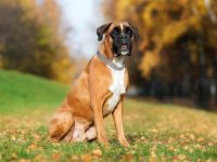 拳师犬的平均寿命有多长?(决定拳师犬寿命的4个因素)