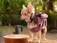 盘点全球出售高质量吉娃娃的十大排名地点