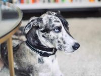 什么是大丹哈士奇混种?(大丹哈士奇杂交的样貌特征和生活习性)