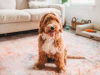 什么是澳大利亚金毛,成年后能长到多大?