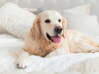 盘点有关金毛猎犬最佳的10个救援领养地点