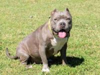 什么是灰色比特犬?完全长大后能长到多大体型?