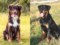 澳大利亚牧羊犬罗威纳杂交的历史和起源