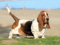 巴吉度猎犬典型生长曲线及体重图表