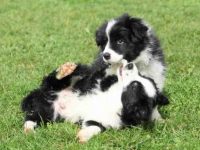 迷你边境牧羊犬的价格是多少,寿命一般是多久?