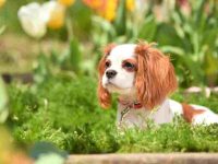 什么是茶杯骑士查理王小猎犬,外观特征长什么样?