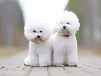 比熊养公的还是母的看家门哪个好?看完你就有答案!