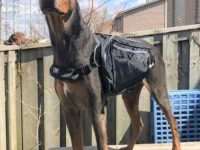 蓝色杜宾犬要多少钱一只?是纯种吗?