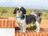 盘点有关西施犬救援领养的10个地点