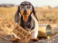 盘点有关腊肠犬最佳的10个救援领养地点