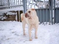 什么是熊皮沙皮犬?(熊皮沙皮犬的历史和起源)