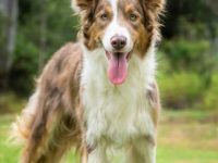 边境牧羊犬幼犬长大后会变色吗,为什么有这么多不同的颜色?