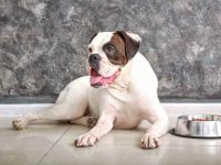 什么是白拳师犬?(白拳师犬的外观特点)