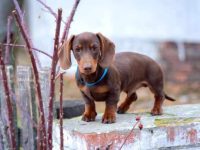 茶杯腊肠犬幼犬多少钱一只?(照顾茶杯腊肠犬5个护理小窍门)