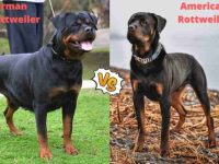 美国罗威纳犬和德国罗威纳犬那个适合家养