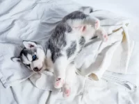 哈士奇幼犬的眼睛随着成长会改变颜色吗?什么年龄停止变化?