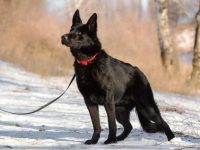 什么是黑色德国牧羊犬?(黑色德国牧羊犬的历史和起源)