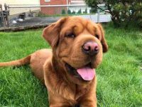 迷你河马狗要多少钱一只?(迷你河马犬的优缺点)