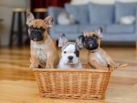 盘点全球出售高质量法国斗牛犬的十大排名地点