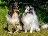 雄性喜乐蒂牧羊犬与雌性有什么区别?看完再养不吃亏!