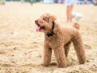 什么是法国贵宾犬?(法国贵宾犬的历史和起源)