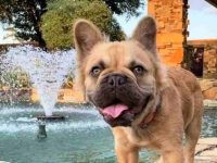 什么是长毛法国斗牛犬,是纯种的吗?