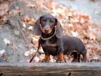 什么是茶杯腊肠犬?(茶杯腊肠犬的外观和特征)