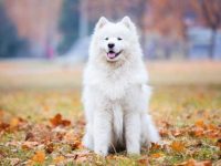 萨摩耶犬太胖怎么办?超重萨摩耶减肥最有效的秘诀!