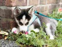 养一只茶杯犬有什么缺点,为什么不能养?