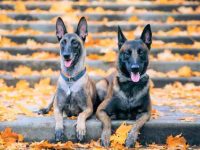 怎样辨别纯比利时马犬纯不纯?(比利时玛利诺犬的标准颜色是什么?)