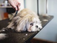 拉萨犬掉毛严重怎么办?(拉萨犬掉毛现象及护理技巧)