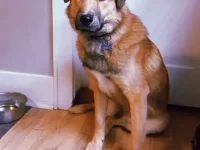 藏獒哈士奇混血的价格是多少?(藏獒哈士奇杂交寿命多少年)